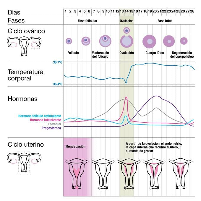 Las 4 fases del ciclo menstrual: guía completa para entender tu cuerpo