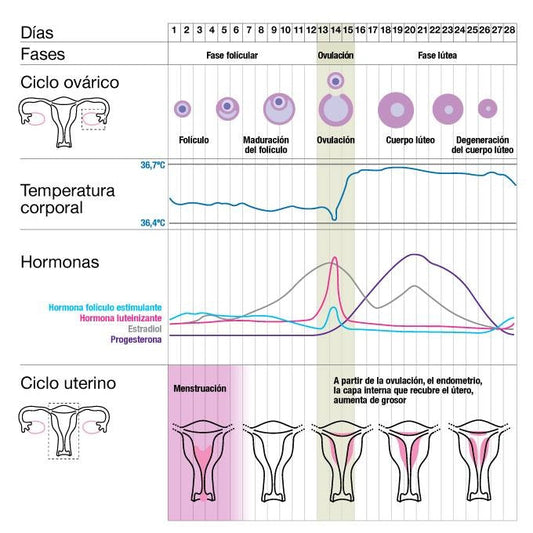 Las 4 fases del ciclo menstrual: guía completa para entender tu cuerpo